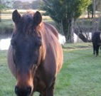 Reynella Kosciusko Rides Accommodation - Accommodation Batemans Bay