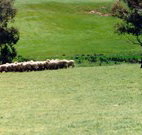 Gooromon Park Cottages - Accommodation Batemans Bay