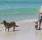 A Paradise Bungalow Waterfront - Accommodation Batemans Bay
