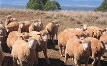Dairy Flat Farm Holiday - Accommodation Batemans Bay 3