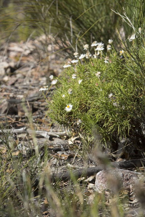 Kroombit Tops National Park Camping Ground - Accommodation Batemans Bay 1