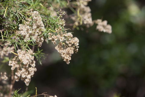 Kroombit Tops National Park Camping Ground - Accommodation Batemans Bay 2