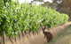 Angas Plains Wines Suites - thumb 6