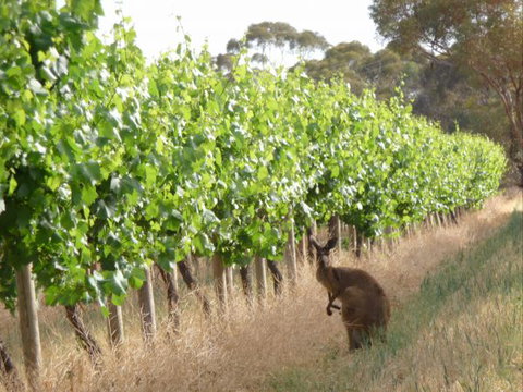 Angas Plains Wines Suites - Accommodation Batemans Bay 6