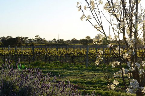 Angas Plains Wines Suites - Accommodation Batemans Bay 7