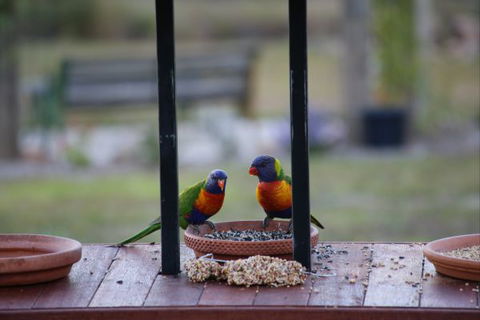 BellbirdHill Bed And Breakfast - Accommodation Batemans Bay 9