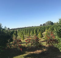 Rutherglen Christmas Trees Farm Stay - Accommodation Batemans Bay