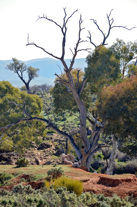 Almerta Station - Accommodation Batemans Bay 2