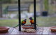 BellbirdHill Bed And Breakfast - thumb 9