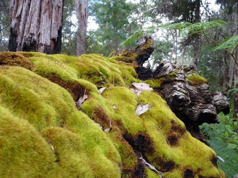 Fernhook Falls Camp At Mount Frankland South National Park - Accommodation Batemans Bay 0