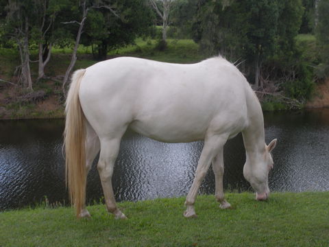 Imbil Bridge Farm And Homestead - Accommodation Batemans Bay 1