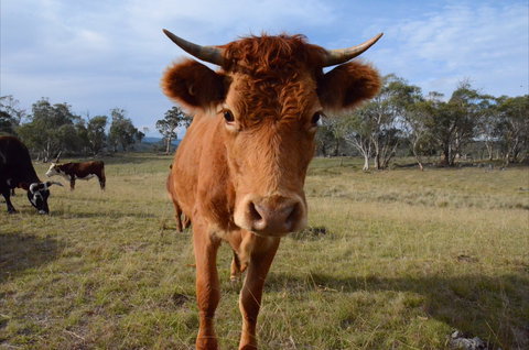 Old Minton Farmstay - Accommodation Batemans Bay 2