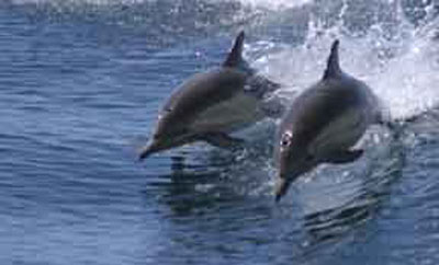 Tradewinds Seafront Apartments - Accommodation Batemans Bay 1