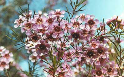 Tradewinds Seafront Apartments - Accommodation Batemans Bay 2