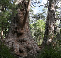 Valley of the Giants Cottage - Accommodation Batemans Bay