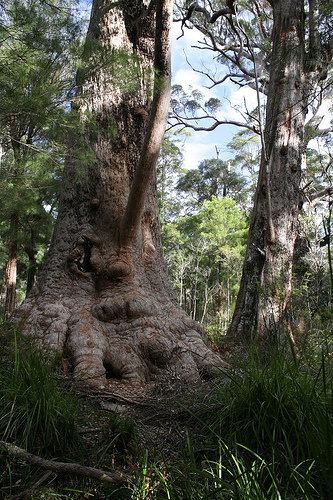 Valley Of The Giants Cottage - Accommodation Batemans Bay 0