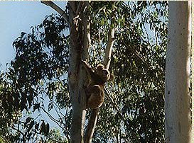 Bush Haven - Accommodation Batemans Bay 1
