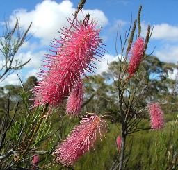 Wongan Hills WA Accommodation Batemans Bay