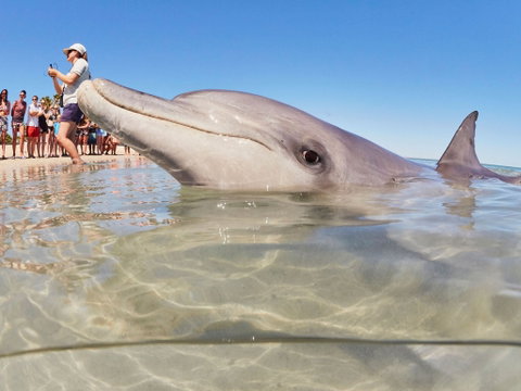 RAC Monkey Mia Dolphin Resort - Accommodation Batemans Bay 2