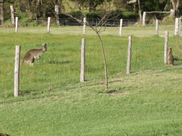 Woody Grange Chalets - Accommodation Batemans Bay 2