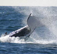 Whale Watching Sydney - Accommodation Batemans Bay
