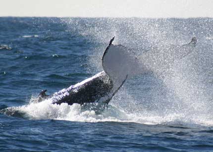 Whale Watching Sydney - Accommodation Batemans Bay 0