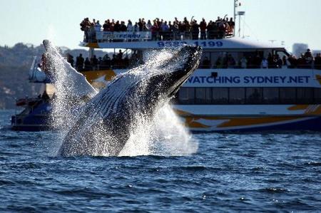 Whale Watching Sydney - Accommodation Batemans Bay 1