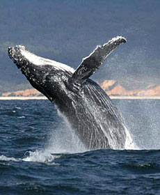 Whale Watching Sydney - Accommodation Batemans Bay 2