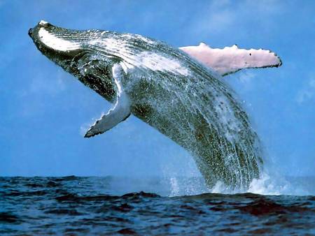 Whale Watching Sydney - Accommodation Batemans Bay 3