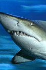 The Aquarium Of Western Australia - Accommodation Batemans Bay 2