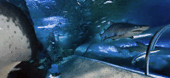 The Aquarium Of Western Australia - Accommodation Batemans Bay 3