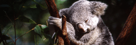 Koala and River Cruise by Mirimar Cruises - Accommodation Batemans Bay