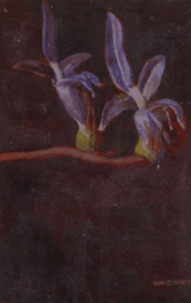 Red Hill Galleries - Accommodation Batemans Bay 2