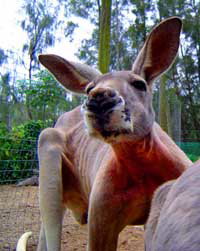 Birdland Animal Park - Accommodation Batemans Bay 3
