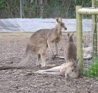 Jirrahlinga Koala  Wildlife Sanctuary - Accommodation Batemans Bay