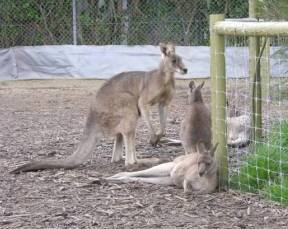 Jirrahlinga Koala & Wildlife Sanctuary - Accommodation Batemans Bay 0