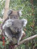 Jirrahlinga Koala & Wildlife Sanctuary - Accommodation Batemans Bay 1