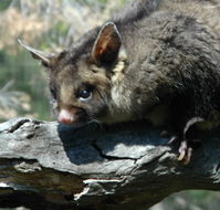 Moonlit Sanctuary Wildlife Conservation Park - Accommodation Batemans Bay