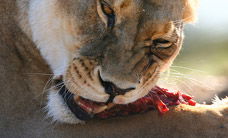 Werribee Open Range Zoo - Accommodation Batemans Bay 2