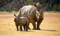 Werribee Open Range Zoo - Accommodation Batemans Bay 3