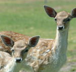 Marapana Wildlife Park - Accommodation Batemans Bay