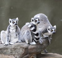Adelaide Zoo - Accommodation Batemans Bay