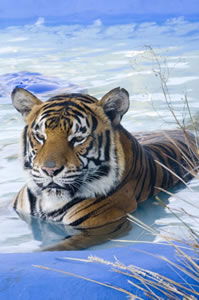 Zoo Doo Wildlife Park - Accommodation Batemans Bay 0