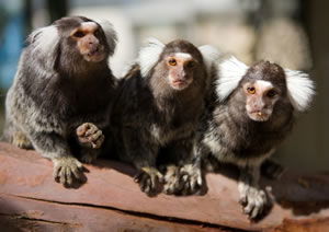 Zoo Doo Wildlife Park - Accommodation Batemans Bay 1