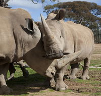 Monarto Zoo - Accommodation Batemans Bay