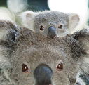 Billabong Koala and Wildlife Park - Accommodation Batemans Bay