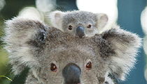 Billabong Koala And Wildlife Park - Accommodation Batemans Bay 0