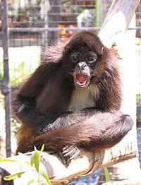 Billabong Koala And Wildlife Park - Accommodation Batemans Bay 1