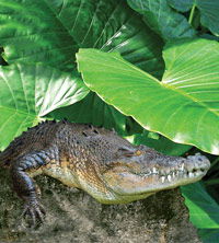 Billabong Koala And Wildlife Park - Accommodation Batemans Bay 2