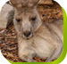 Calmsley Hill City Farm - Accommodation Batemans Bay